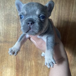 French Bulldog Puppies from Blue Apple Frenchies