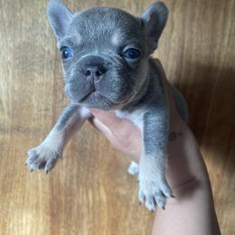 French Bulldog Puppies from Blue Apple Frenchies