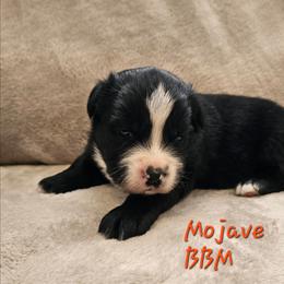 Mojave - Black & white male Miniature Australian Shepherd puppy in Orrtanna, Pennsylvania from Mountain Top Shepherd's