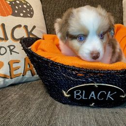 Miniature Australian Shepherd Puppies from Arch Hill Mini Aussies