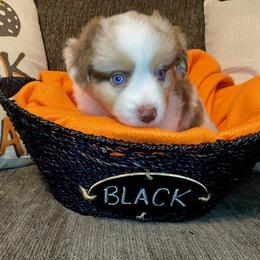 Miniature Australian Shepherd Puppies from Arch Hill Mini Aussies