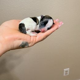 Marcel - Tri-colored male Pomeranian puppy in Phoenix, Arizona from Luxpomz