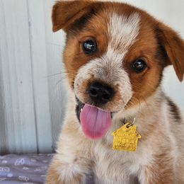 Australian Cattle Dog Puppies from Lazy I Cattle Dogs