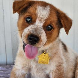 Australian Cattle Dog Puppies from Lazy I Cattle Dogs