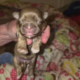Jen - Sable female Shih Tzu puppy in Cook County, Illinois from My Tzu Crew