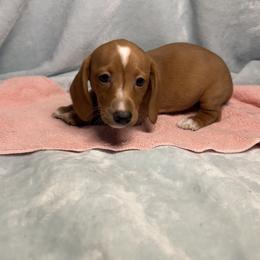 Boo - Red female Dachshund puppy in Norco, California from Norco dachshunds