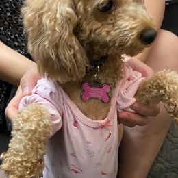 Poodle Puppies from Toy Poodle Kingdom