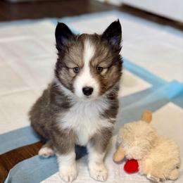 Flashy boy - Wolf sable male Pomsky puppy in Magnolia, Texas from Solace Shelties and Pomskies