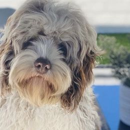 Aussiedoodles, Australian Labradoodles, Bernedoodles, and Cockapoos from Furrytaildoodles