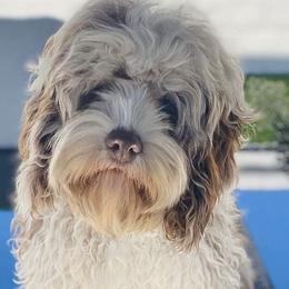 Aussiedoodles, Australian Labradoodles, Bernedoodles, and Cockapoos from Furrytaildoodles