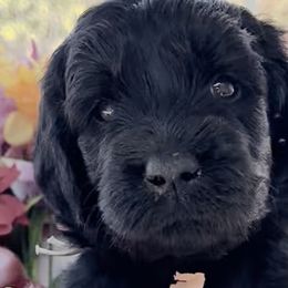 Girl 5 - Double Doodle puppy in El Cajon, California from Calibear Doodles