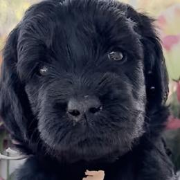Girl 5 - Double Doodle puppy in El Cajon, California from Calibear Doodles