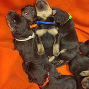 Beauceron Puppies from Rayon de Soleil Beaucerons