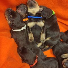 Beauceron Puppies from Rayon de Soleil Beaucerons