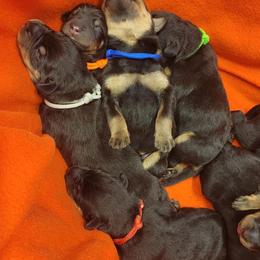 Beauceron Puppies from Rayon de Soleil Beaucerons