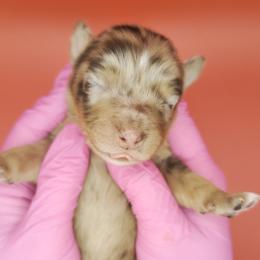 Remi3Boy4- RMM,Long,AKC,OFA,Genetics - Red merle male Australian Shepherd puppy in South Hill, Virginia from Silverside Aussies LLC