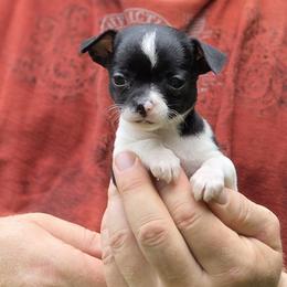 Girl 5 - Black and white female Chihuahua puppy in East Camden, Arkansas from RoyAl
