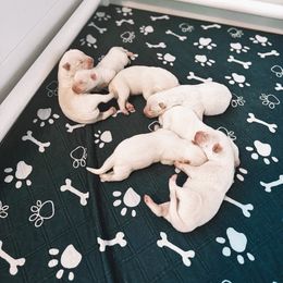 Boy 2 - White male Siberian Husky puppy in Solon Springs, Wisconsin from Snowfall Siberians