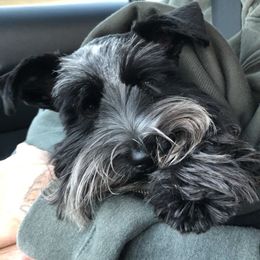 River  - Miniature Schnauzer