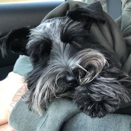 River  - Miniature Schnauzer