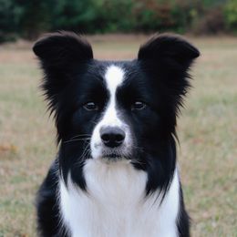 Mystic - Border Collie