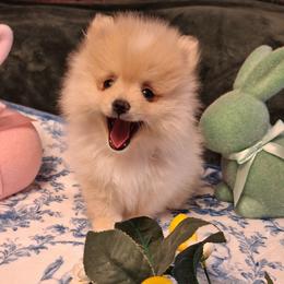 Jenny - Cream parti female Pomeranian puppy in Tampa, St Petersburg, Florida from Diana's Pomeranians