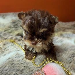 Biscuit - Chocolate, tan and white male Yorkshire Terrier puppy in Surprise, Arizona from Enchanted Yorkies