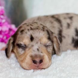 Fritz - Black and cream male Dachshund puppy in Bellville, Ohio from JK Mini Doxies