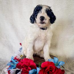 Cheyenne - White and black female Bordoodle puppy in Elizabeth City, North Carolina from Howdy Doodles