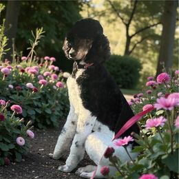 Thomas - Parti male Poodle puppy in Washington, Pennsylvania from Patriotic Poodles