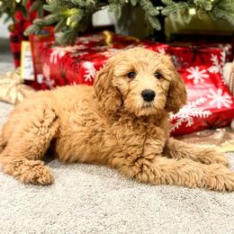 Bernedoodle, Goldendoodle, and Poodle Puppies from Anam Cara Pups