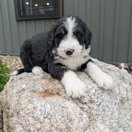 Rubble - Tri-color male Bernedoodle puppy in Beach City, Ohio from Blue Cloud Doodles