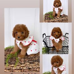 Bernedoodle, Cavapoo, Goldendoodle, and Poodle Puppies from Gypsi Doodles & Poodles