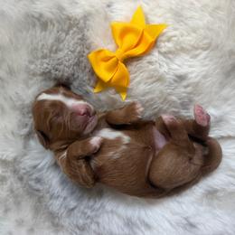 Tikka - Red female Cavapoo puppy in Central, Arizona from Desert Valley Doodles