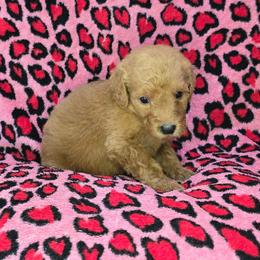 Junie - Red  female Goldendoodle puppy in Georgetown, Tennessee from Georgetown Designer & Purebred Puppies