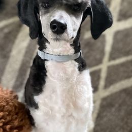 Poodles from Five Points Standards