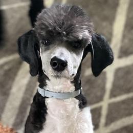 Poodles from Five Points Standards
