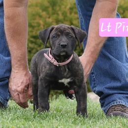 Light Pink Collar - Tiger female Perro de Presa Canario puppy in Pocahontas, Illinois from Cabeza Grande Kennel