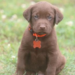 Orange Boy - Chocolate male Labrador Retriever puppy in Capron, Virginia from Triple Creek Kennel