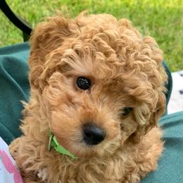 Jaxon - Red  male Poodle puppy in Nacogdoches, Texas from BA Mini Poodles