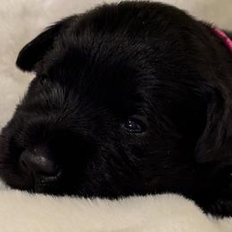 Girl 2 - female Miniature Schnauzer puppy in Bullard, Texas from Black Gold Miniature Schnauzers