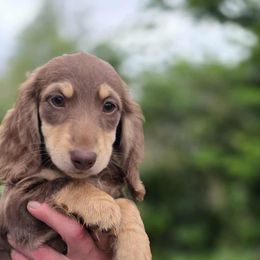 Girl 6 - Chocolate and cream female Dachshund puppy in Ethel, Washington from Mickey's Miracle Doxies