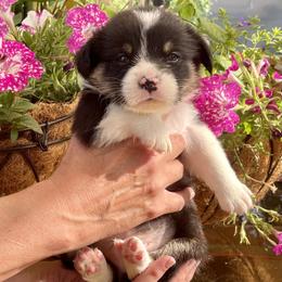 Pembroke Welsh Corgi Puppies from Corgitown