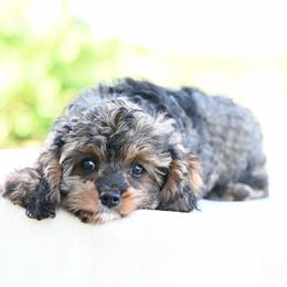 Penny - Sable female Cavapoo puppy in Lawton, Oklahoma from Lindsey’s Cavies