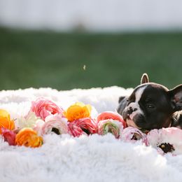 Girl 8 - French Bulldog puppy in Berea, Kentucky from Bully Life Farms