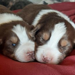 Australian Shepherds from Aussies of Hunt Farm