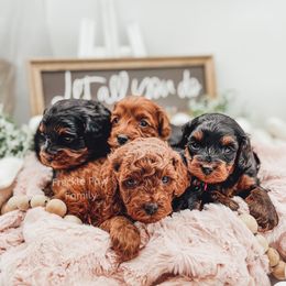 Cavapoo and Poodle Puppies from Freckle Paw Poodles