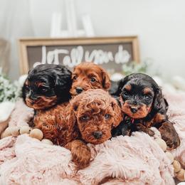 Cavapoo and Poodle Puppies from Freckle Paw Poodles