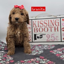 Granita - Red  female Goldendoodle puppy in Neillsville, Wisconsin from Granton Creek