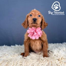 Victory - Red  female Goldendoodle puppy in Utah County, Utah from Big Hearted Breeders